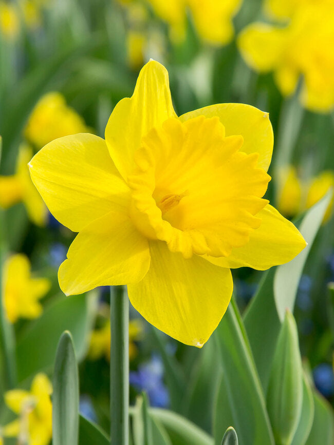 Daffodill