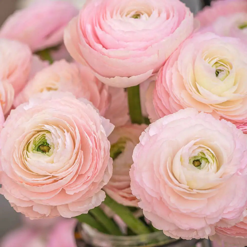 Ranunculus
