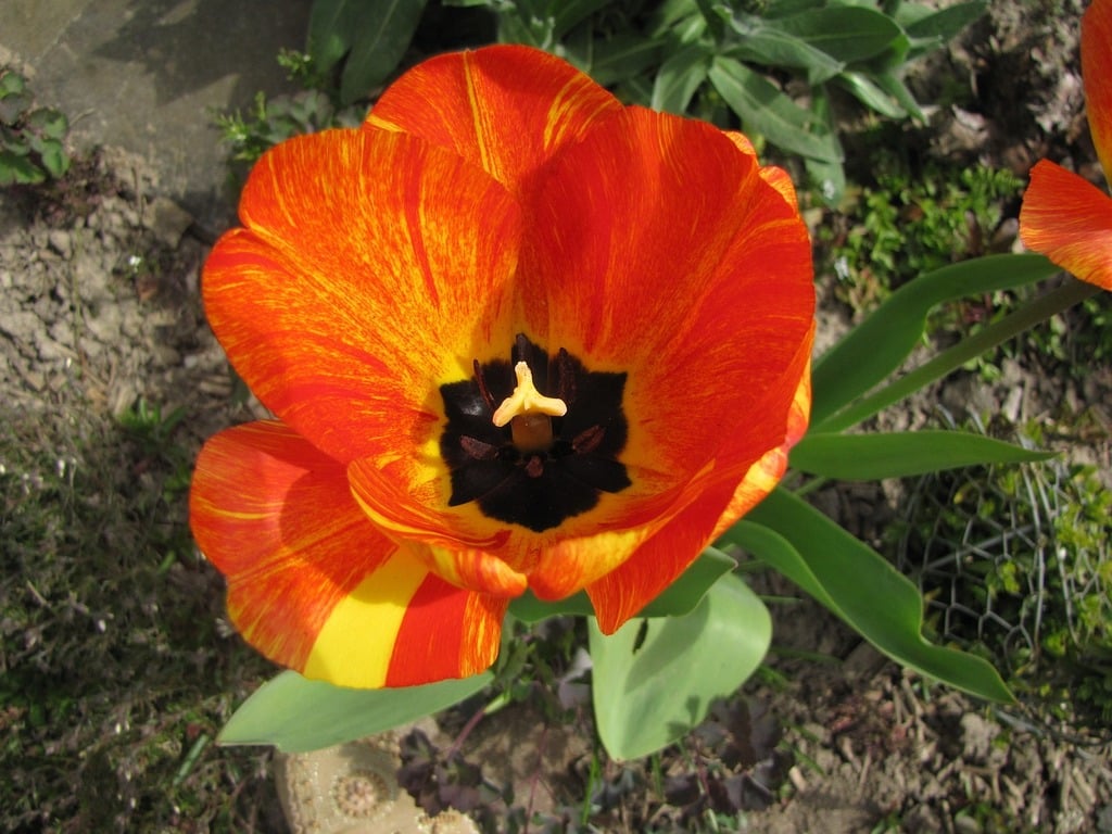 Tulip's Fire