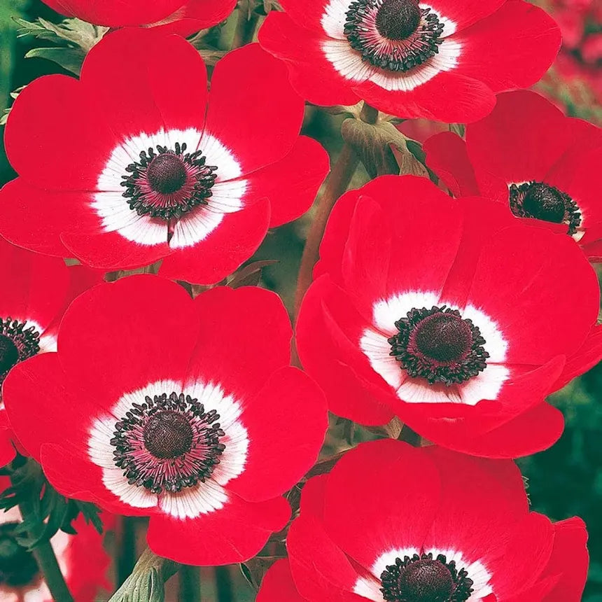 Wild Poppy
