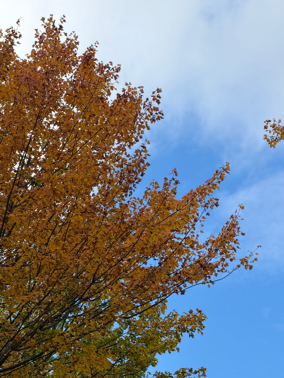Autumn Skies