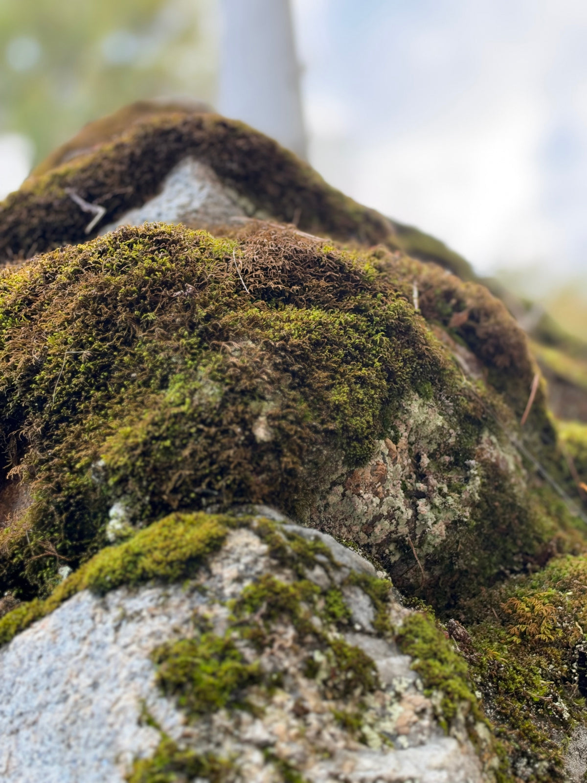 Mossy Rocks