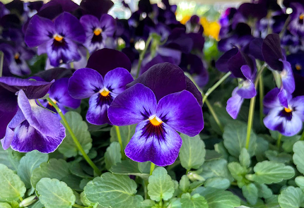Wild Pansies