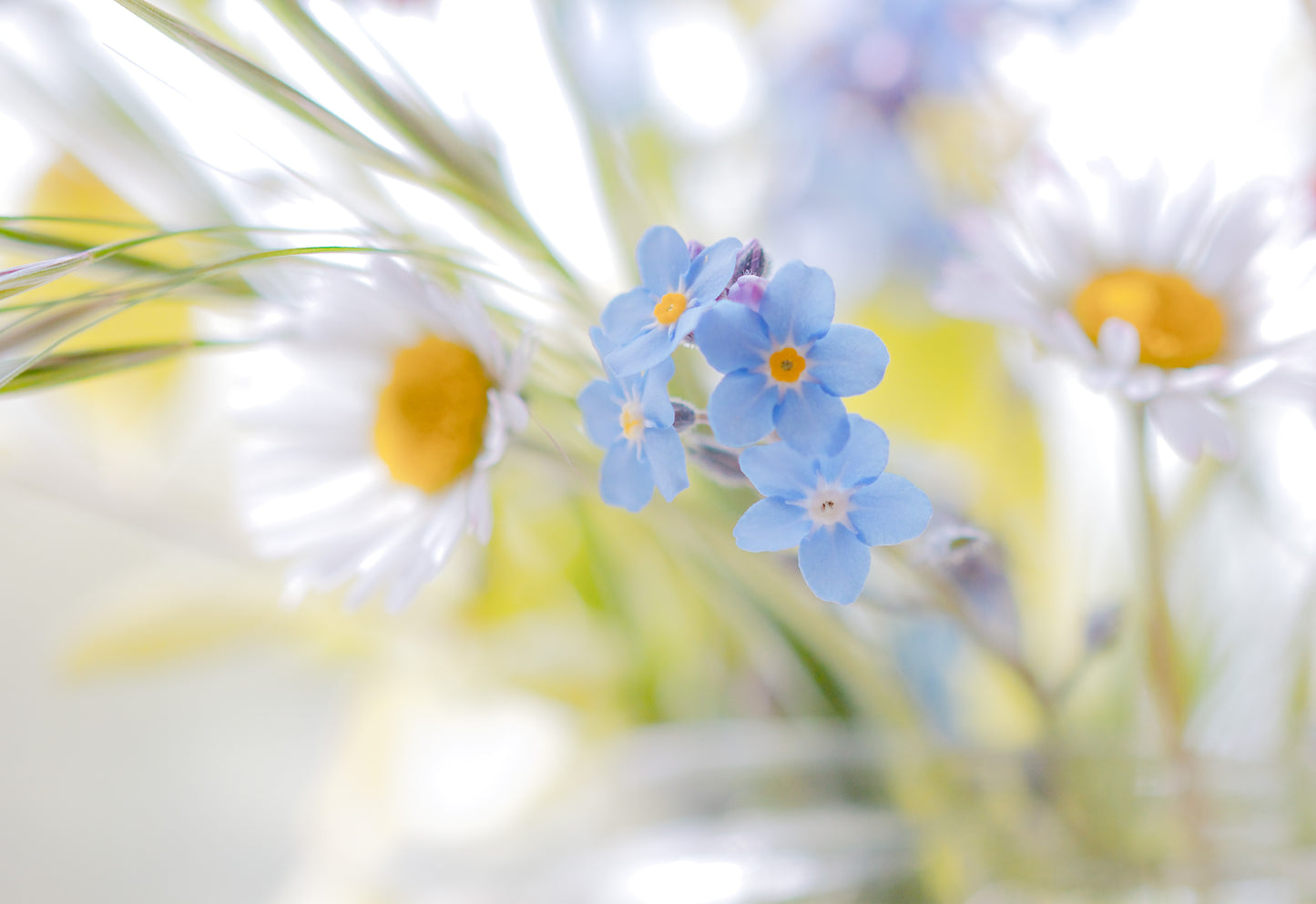 Forget me Knot