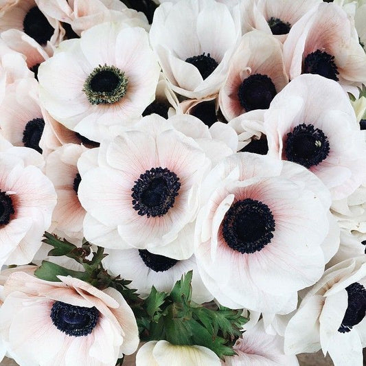 Blush Spiral