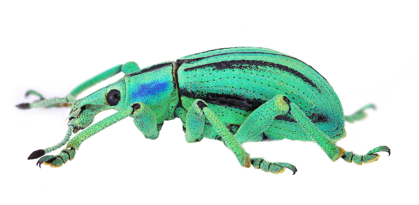 Weevil Knievel