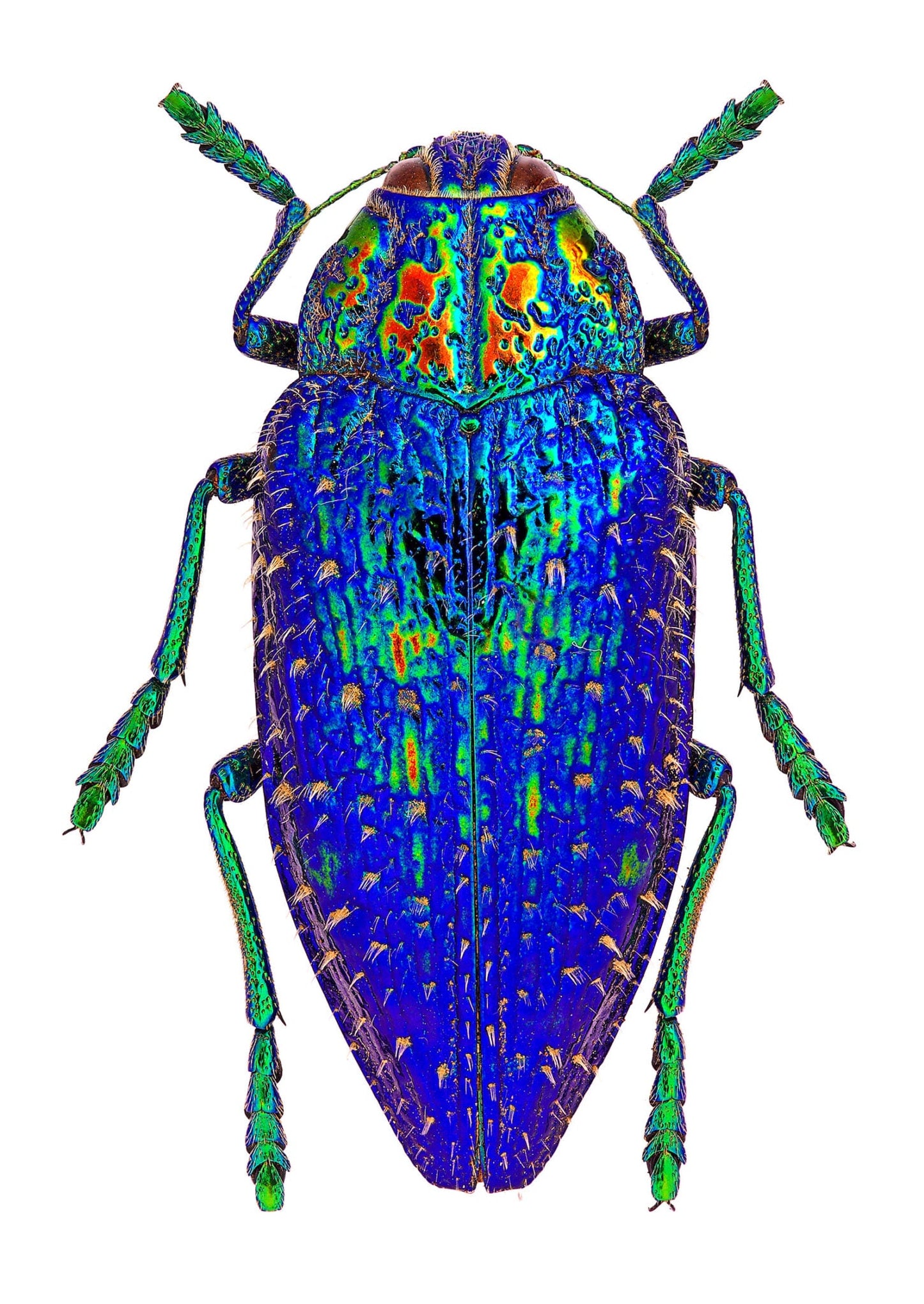 Bugged Out